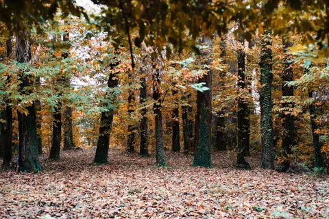 秋の森の小道 4K壁紙 · autumn · 3840×2563