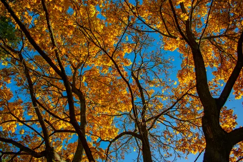 Papel de parede Trilha de outono 4K · autumn · 3840×2560