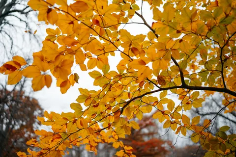 Autumn Forest Path 4K Wallpaper · autumn · 3840×2560