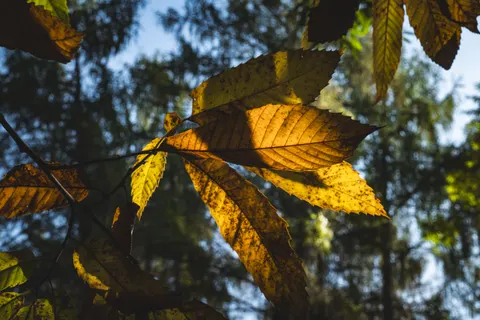 Autumn Forest Path 4K Wallpaper · autumn · 3840×2560