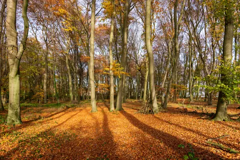 Autumn Forest Path 4K Wallpaper · autumn · 3840×2560