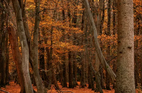 Autumn Forest Path 4K Wallpaper · autumn · 3840×2510