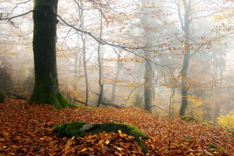 Autumn Forest Path 4K Wallpaper · autumn · 3840×2561