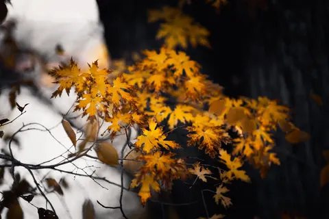 Autumn Forest Path 4K Wallpaper · autumn · 3840×2560
