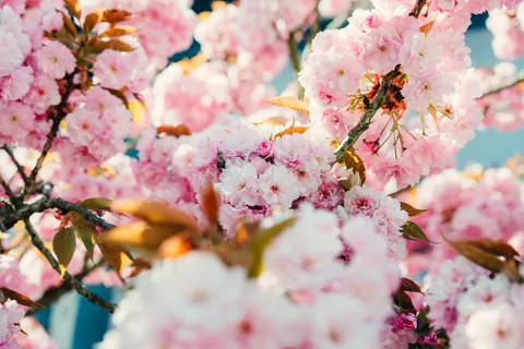 خلفية أزهار الكرز بدقة 4K · nature · 3840×2563