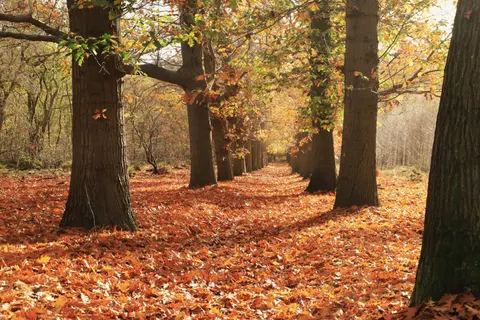 Autumn Forest Path 4K Wallpaper · autumn · 3840×2560