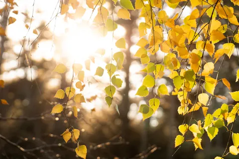 Autumn Forest Path 4K Wallpaper · autumn · 3840×2560