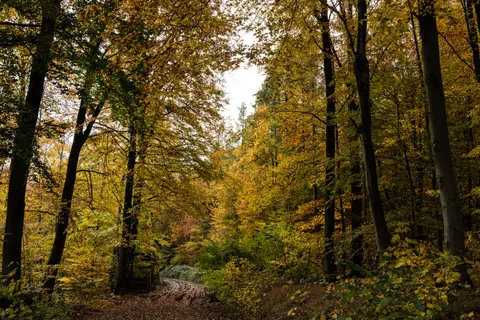 Autumn Forest Path 4K Wallpaper · autumn · 3840×2560