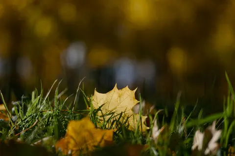 Autumn Forest Path 4K Wallpaper · autumn · 3840×2560