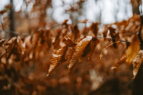 Autumn Forest Path 4K Wallpaper · autumn · 3840×2560