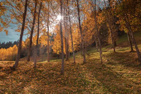 पतझड़ का वन पथ 4K वॉलपेपर · autumn · 3840×2560