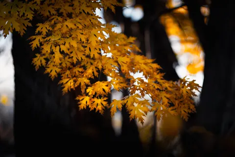 Autumn Forest Path 4K Wallpaper · autumn · 3840×2560