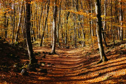 Autumn Forest Path 4K Wallpaper · autumn · 3840×2560
