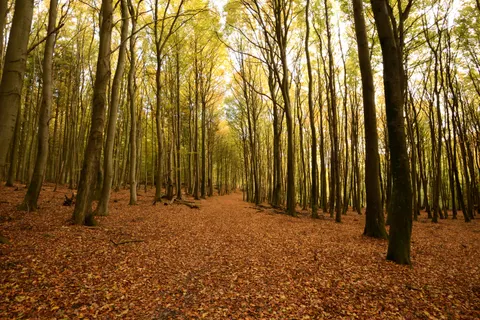 Autumn Forest Path 4K Wallpaper · autumn · 3840×2563