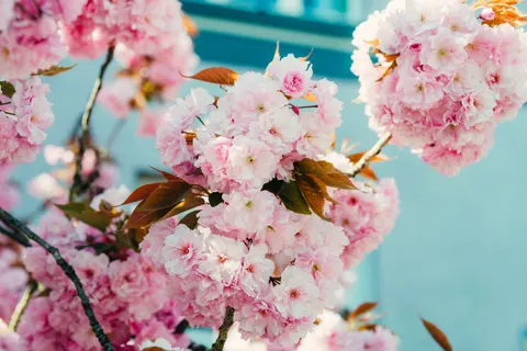 樱花 4K壁纸 · nature · 3840×2563