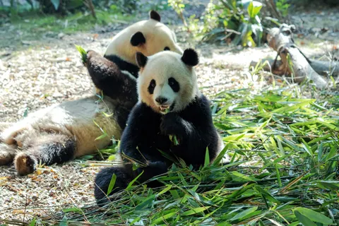 Panda 4K Wallpaper · animals · 3840×2560