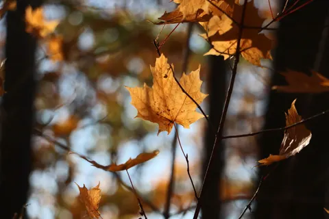 Autumn Forest Path 4K Wallpaper · autumn · 3840×2560