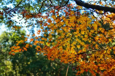 Autumn Forest Path 4K Wallpaper · autumn · 3840×2560