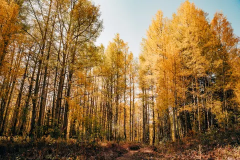 Autumn Forest Path 4K Wallpaper · autumn · 3840×2560