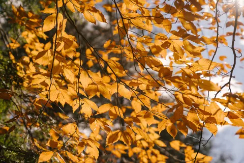 Autumn Forest Path 4K Wallpaper · autumn · 3840×2560