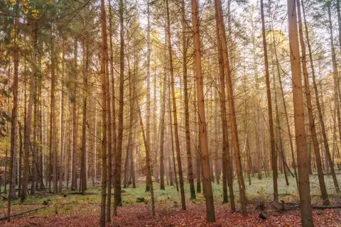 Autumn Forest Path 4K Wallpaper · autumn · 3840×2560