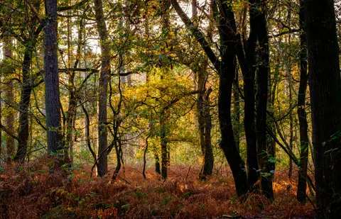 Autumn Forest Path 4K Wallpaper · autumn · 3840×2475