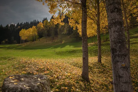 Autumn Forest Path 4K Wallpaper · autumn · 3840×2560