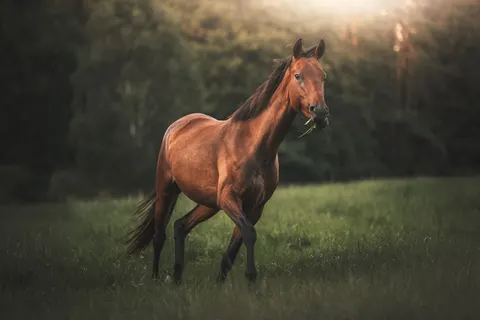 Horse 4K Wallpaper · animals · 3840×2560