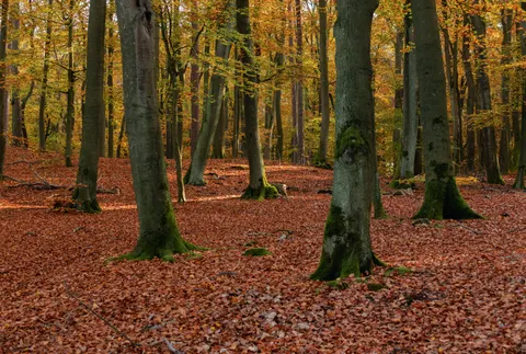Autumn Forest Path 4K Wallpaper · autumn · 3840×2579