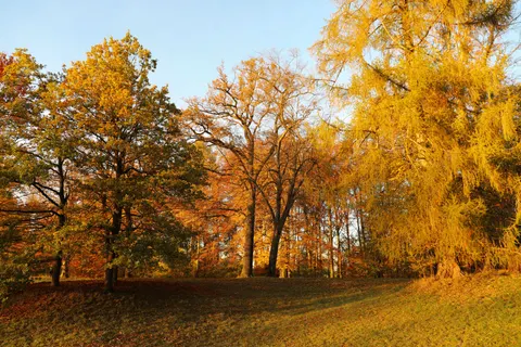 Autumn Forest Path 4K Wallpaper · autumn · 3840×2560