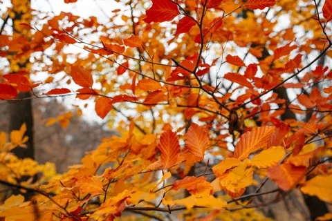 Autumn Forest Path 4K Wallpaper · autumn · 3840×2560