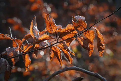 Sfondo Sentiero autunnale nel bosco 4K · autumn · 3840×2560