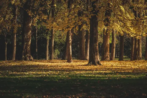 Autumn Forest Path 4K Wallpaper · autumn · 3840×2560