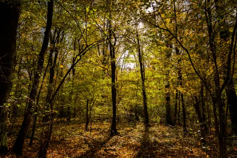 Autumn Forest Path 4K Wallpaper · autumn · 3840×2560