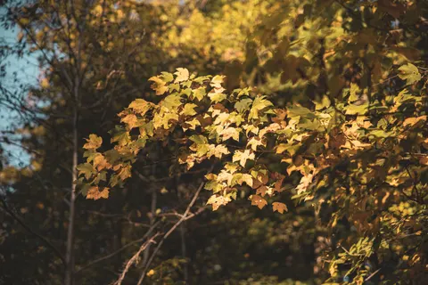 Autumn Forest Path 4K Wallpaper · autumn · 3840×2560