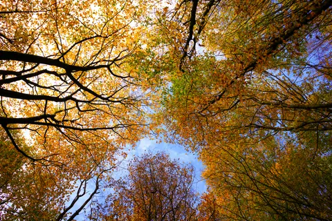 Autumn Forest Path 4K Wallpaper · autumn · 3840×2560
