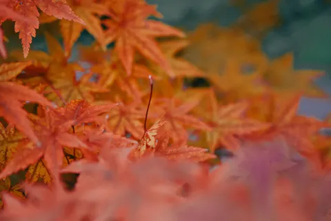Autumn Maple Leaves 4K Wallpaper · autumn · 3840×2560