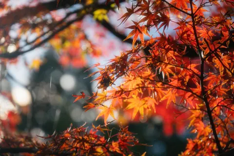 Autumn Maple Leaves 4K Wallpaper · autumn · 3840×2560