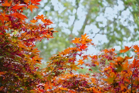 Autumn Maple Leaves 4K Wallpaper · autumn · 3840×2560