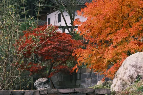 Autumn Maple Leaves 4K Wallpaper · autumn · 3840×2560