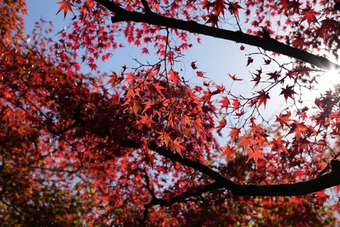Autumn Maple Leaves 4K Wallpaper · autumn · 3840×2560