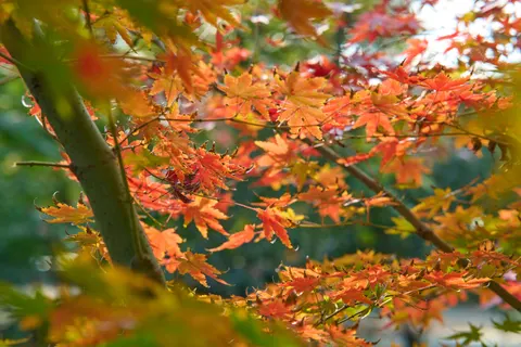 Autumn Maple Leaves 4K Wallpaper · autumn · 3840×2560