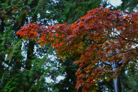 Autumn Maple Leaves 4K Wallpaper · autumn · 3840×2560