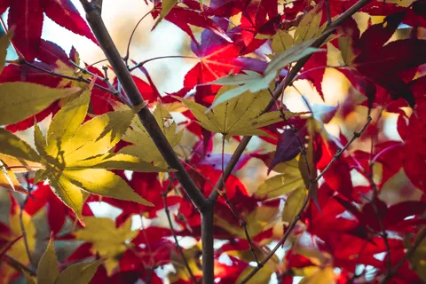 Hình nền Lá phong mùa thu 4K · autumn · 3840×2560