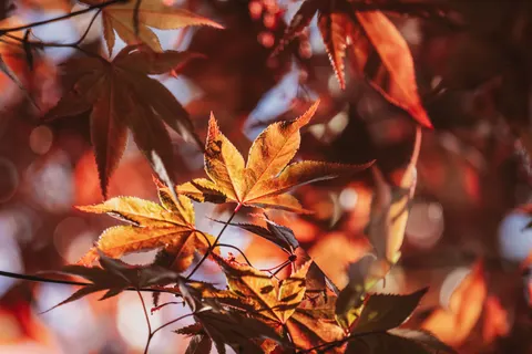 Autumn Maple Leaves 4K Wallpaper · autumn · 3840×2560