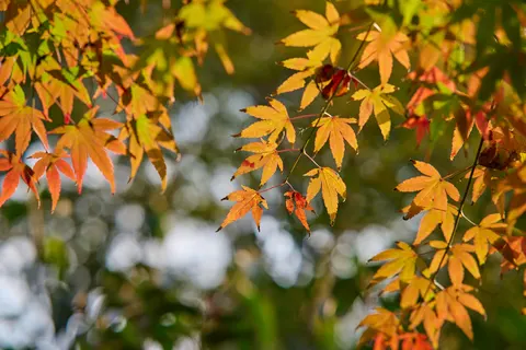 Autumn Maple Leaves 4K Wallpaper · autumn · 3840×2560