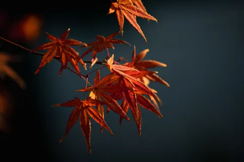 Autumn Maple Leaves 4K Wallpaper · autumn · 3840×2560