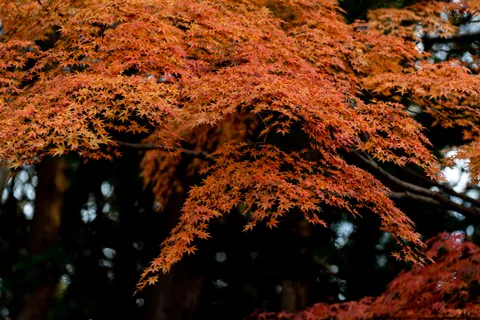 Autumn Maple Leaves 4K Wallpaper · autumn · 3840×2560