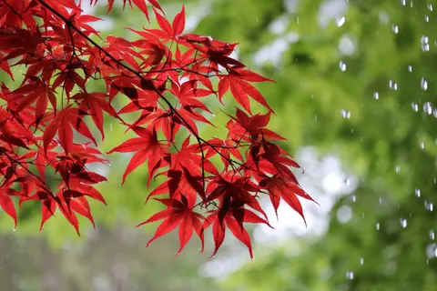 Autumn Maple Leaves 4K Wallpaper · autumn · 3840×2560