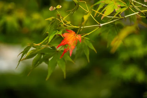 Autumn Maple Leaves 4K Wallpaper · autumn · 3840×2560